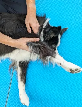 青いマットの上で横たわる黒白の犬の施術後の状態