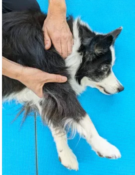 青いマットの上で横たわる黒白の犬の施術前の状態