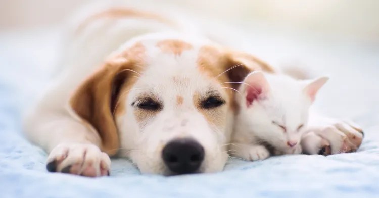 白と茶色の犬と白い子猫が寄り添いながらリラックスして眠っている。