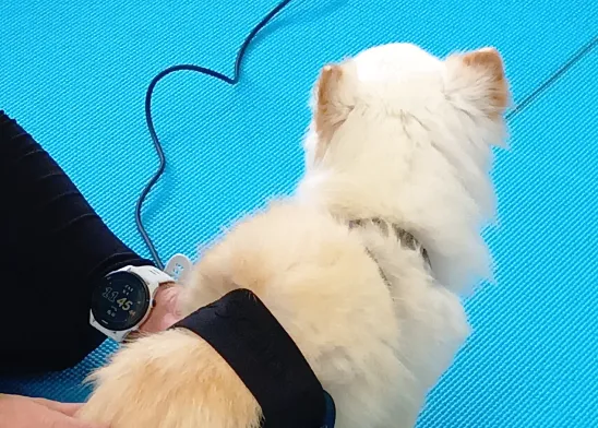 青いマットの上で、白い犬が背を向けて座っている。犬の前脚に黒い装置を装着している。