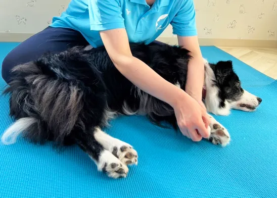 青いマットの上で黒と白の犬が横たわり、青いユニフォームを着た人が前脚を優しく支えている。