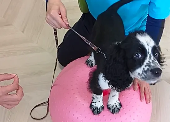 ピンクのバランスボールの上に黒と白の子犬が乗り、青いユニフォームを着た人がリードを持ってサポートしている。