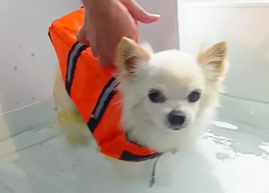 オレンジのライフジャケットを着た白い小型犬が、水の中でトレーニングを受けている。