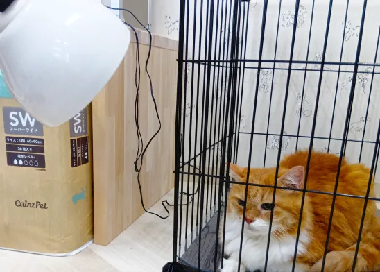 黒いケージの中で茶白の猫が横になっており、外から白いランプが照らしている。